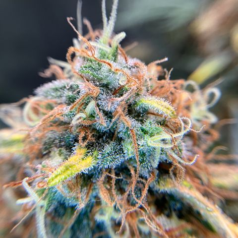 Amelia Earhart growlog timeline photo