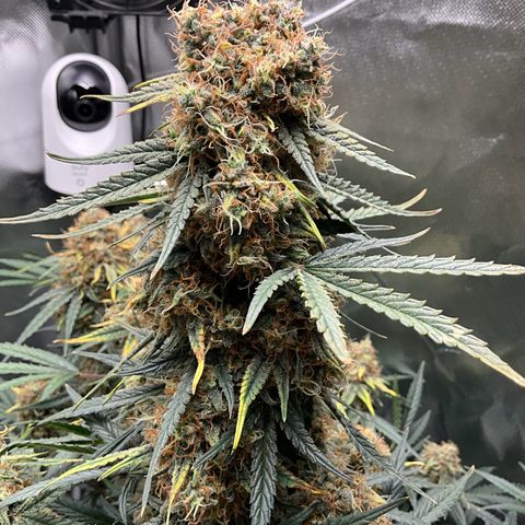 Amelia Earhart growlog timeline photo