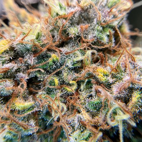 Amelia Earhart growlog timeline photo