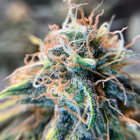 Amelia Earhart growlog timeline photo