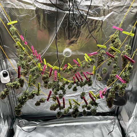 Amelia Earhart growlog timeline photo