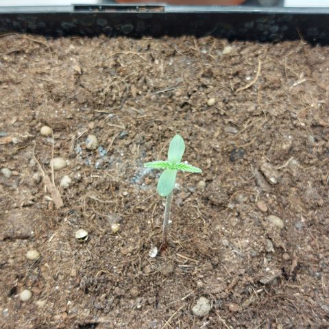 Somanta y Cherry Love Pie growlog timeline photo
