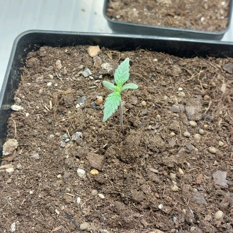 Somanta y Cherry Love Pie growlog timeline photo