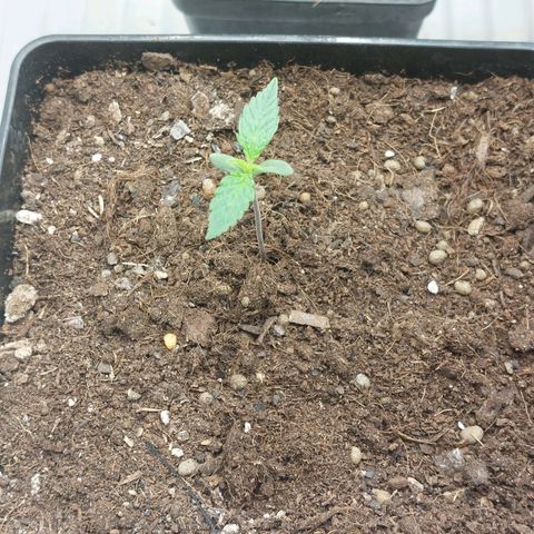 Somanta y Cherry Love Pie growlog timeline photo