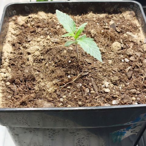 Somanta y Cherry Love Pie growlog timeline photo