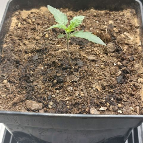 Somanta y Cherry Love Pie growlog timeline photo
