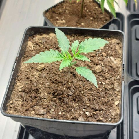 Somanta y Cherry Love Pie growlog timeline photo