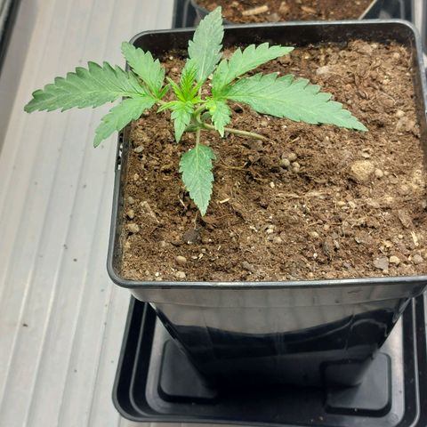 Somanta y Cherry Love Pie growlog timeline photo