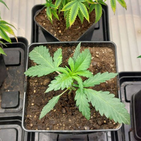 Somanta y Cherry Love Pie growlog timeline photo