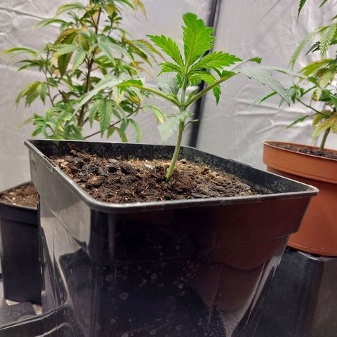 Somanta y Cherry Love Pie growlog timeline photo