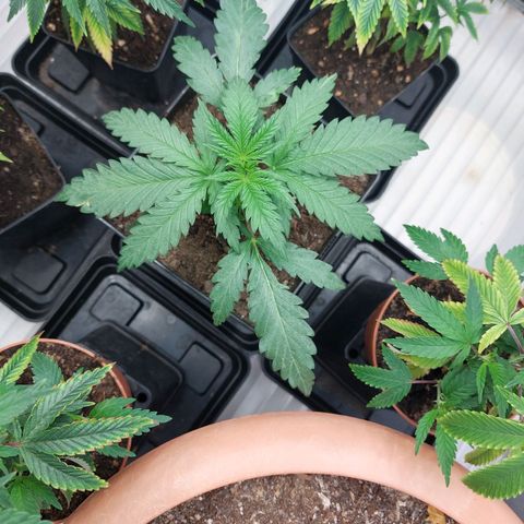 Somanta y Cherry Love Pie growlog timeline photo