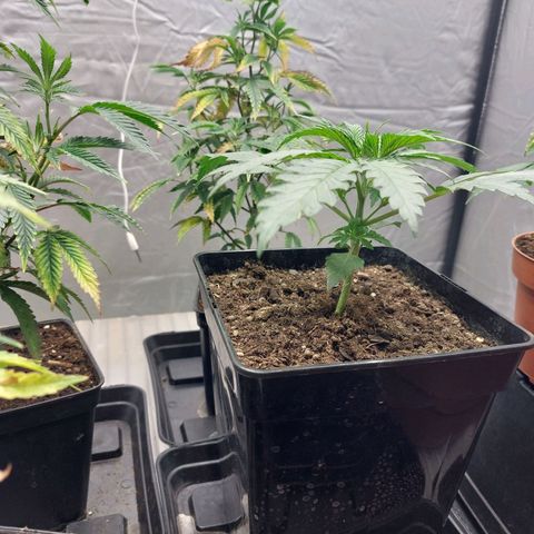 Somanta y Cherry Love Pie growlog timeline photo