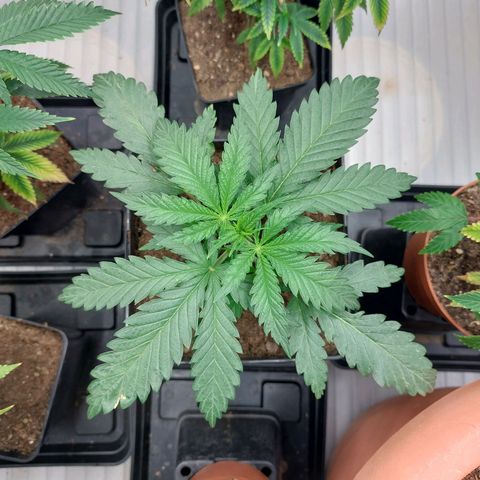 Somanta y Cherry Love Pie growlog timeline photo