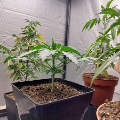Somanta y Cherry Love Pie growlog timeline photo