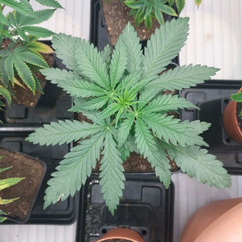 Somanta y Cherry Love Pie growlog timeline photo