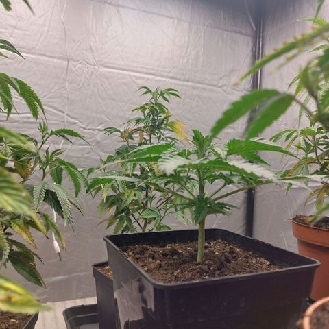 Somanta y Cherry Love Pie growlog timeline photo
