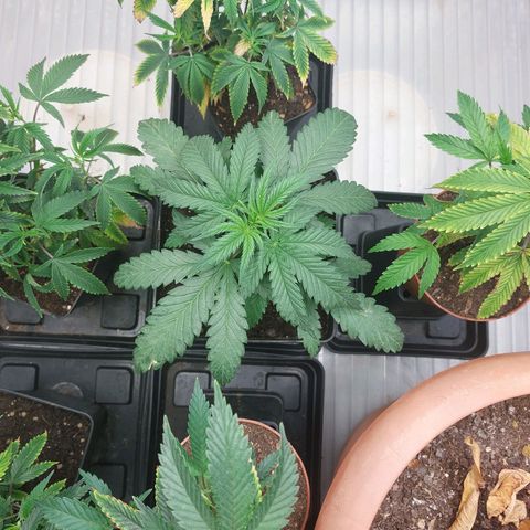 Somanta y Cherry Love Pie growlog timeline photo