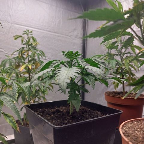 Somanta y Cherry Love Pie growlog timeline photo
