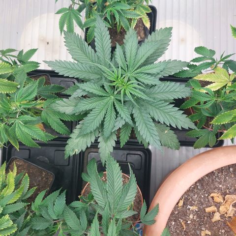Somanta y Cherry Love Pie growlog timeline photo