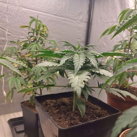 Somanta y Cherry Love Pie growlog timeline photo
