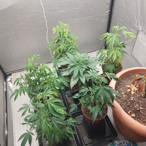 Somanta y Cherry Love Pie growlog timeline photo