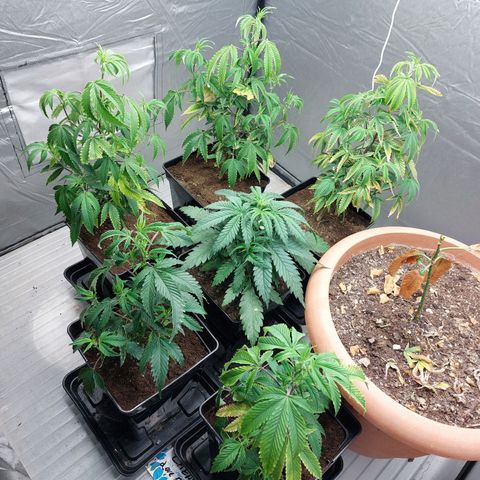 Somanta y Cherry Love Pie growlog timeline photo