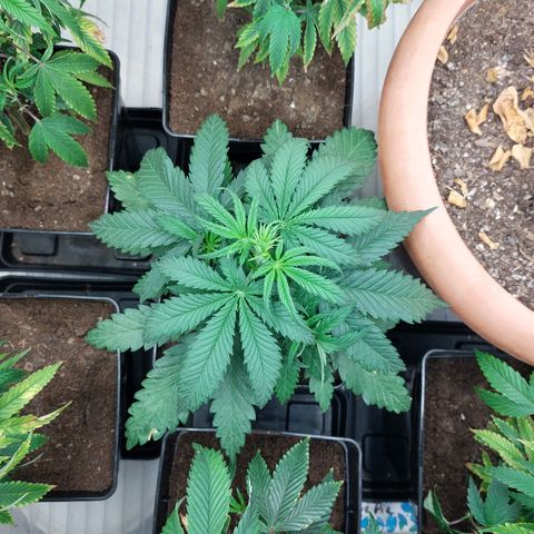 Somanta y Cherry Love Pie growlog timeline photo
