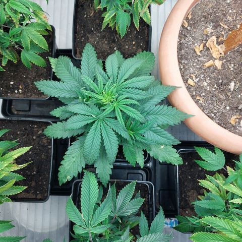 Somanta y Cherry Love Pie growlog timeline photo