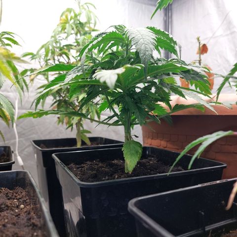 Somanta y Cherry Love Pie growlog timeline photo