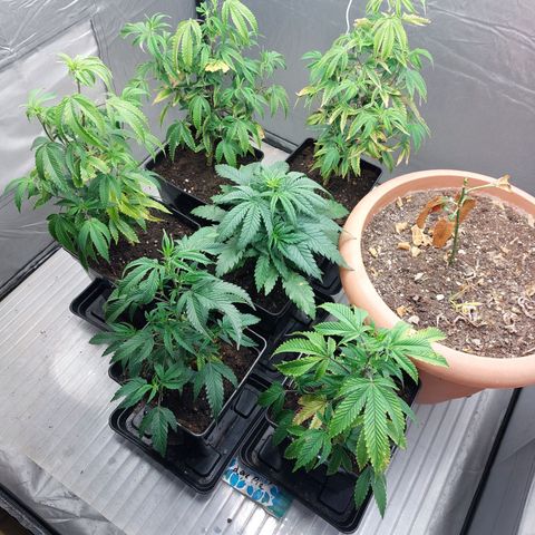 Somanta y Cherry Love Pie growlog timeline photo