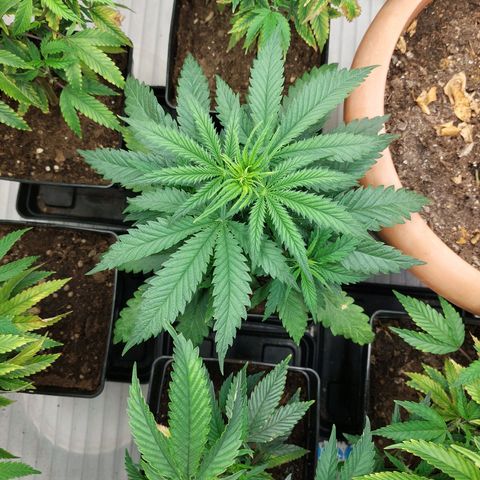 Somanta y Cherry Love Pie growlog timeline photo