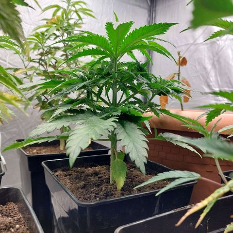 Somanta y Cherry Love Pie growlog timeline photo