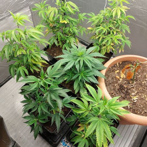 Somanta y Cherry Love Pie growlog timeline photo