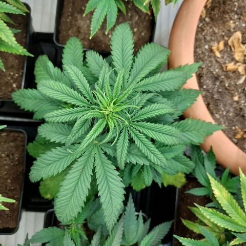 Somanta y Cherry Love Pie growlog timeline photo