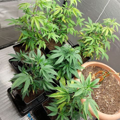 Somanta y Cherry Love Pie growlog timeline photo