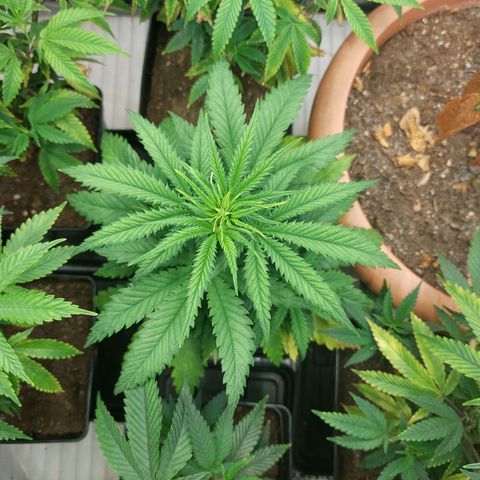 Somanta y Cherry Love Pie growlog timeline photo
