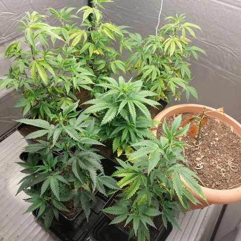 Somanta y Cherry Love Pie growlog timeline photo