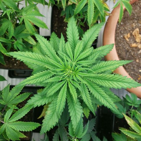 Somanta y Cherry Love Pie growlog timeline photo