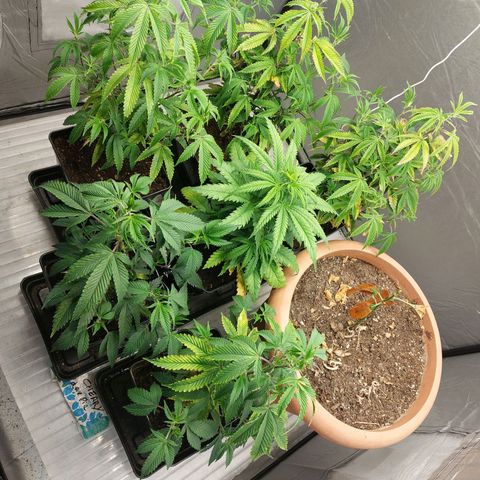 Somanta y Cherry Love Pie growlog timeline photo