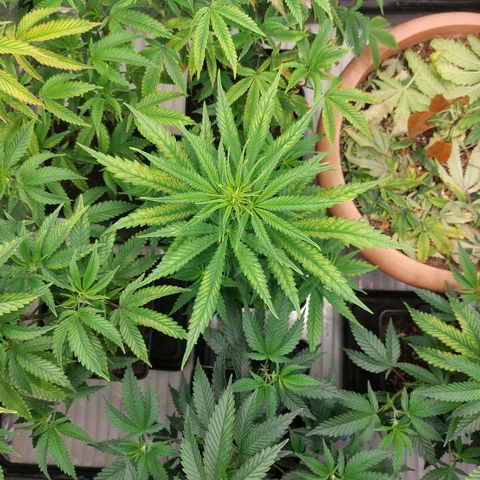 Somanta y Cherry Love Pie growlog timeline photo