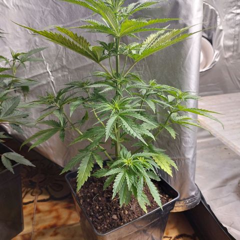 Somanta y Cherry Love Pie growlog timeline photo