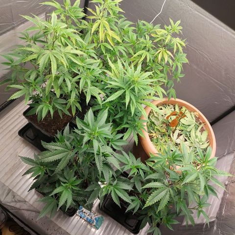 Somanta y Cherry Love Pie growlog timeline photo