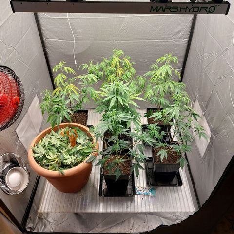 Somanta y Cherry Love Pie growlog timeline photo