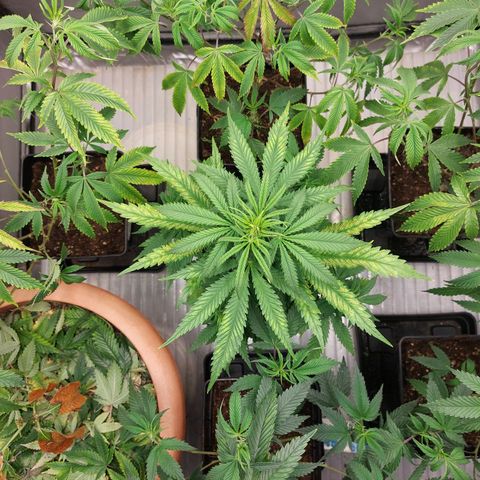 Somanta y Cherry Love Pie growlog timeline photo