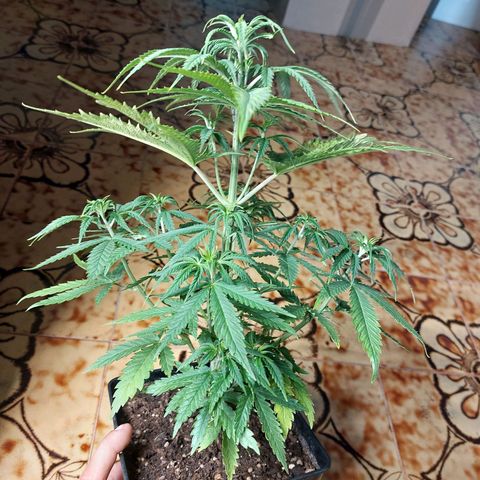 Somanta y Cherry Love Pie growlog timeline photo
