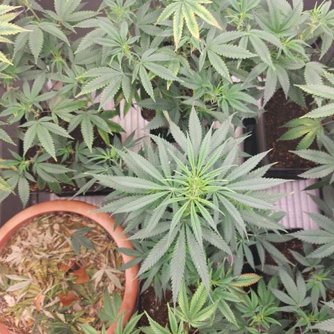 Somanta y Cherry Love Pie growlog timeline photo