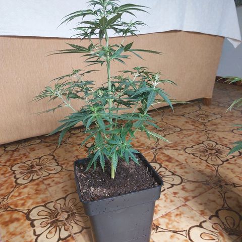 Somanta y Cherry Love Pie growlog timeline photo