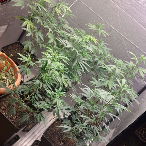 Somanta y Cherry Love Pie growlog timeline photo