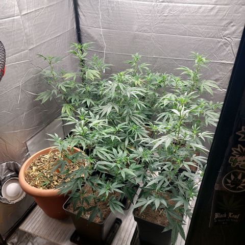 Somanta y Cherry Love Pie growlog timeline photo