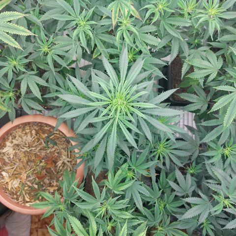 Somanta y Cherry Love Pie growlog timeline photo